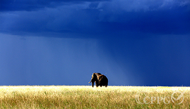 空寂草原上独行的大象3